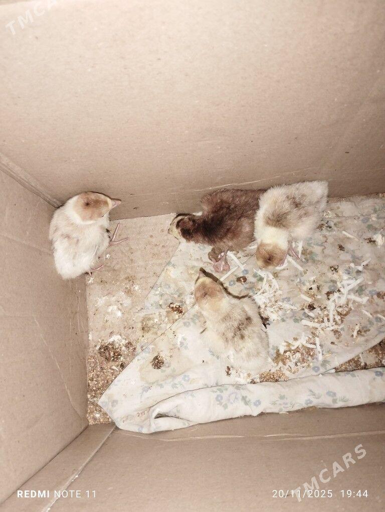 induk juje - Aşgabat - img 2