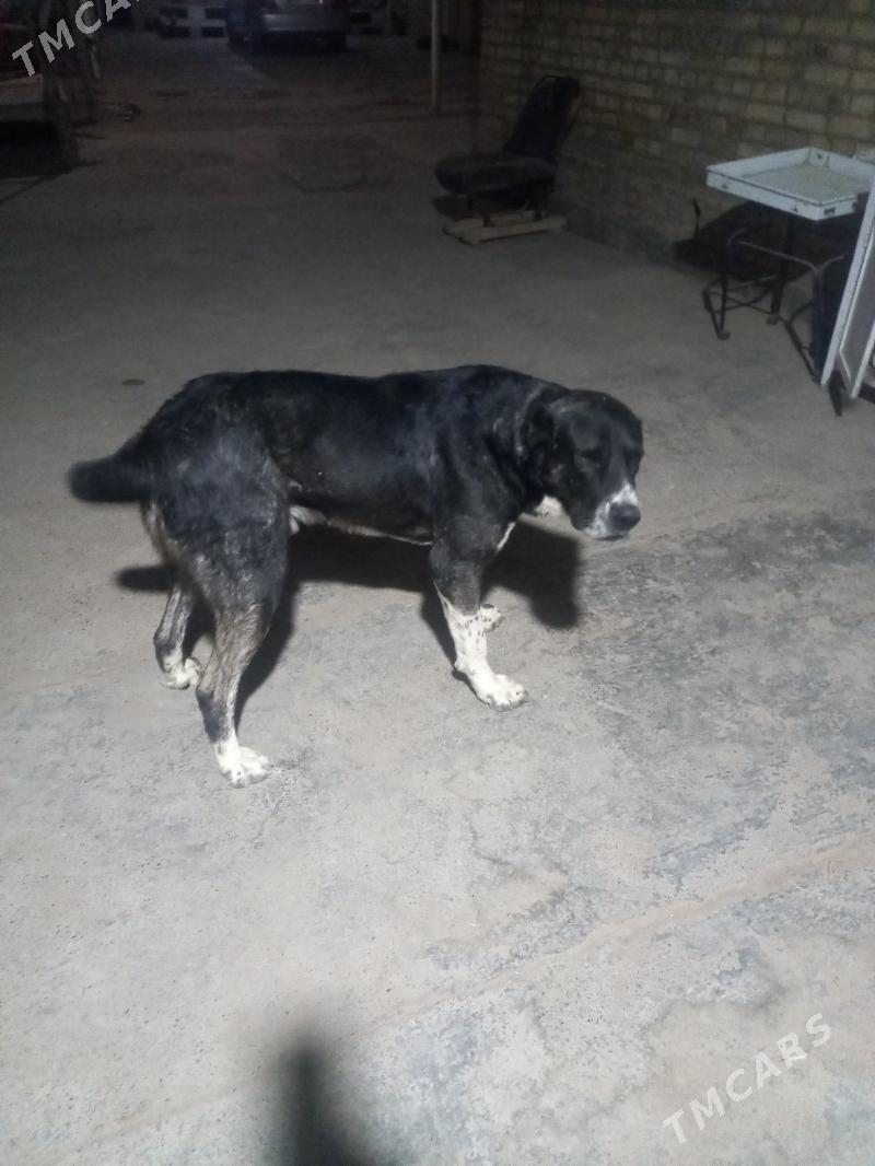 satlyk köpök - Векильбазар - img 1