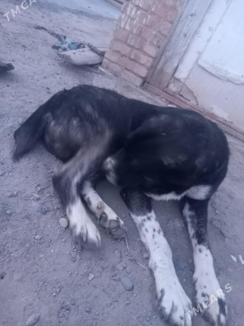 satlyk köpök - Векильбазар - img 2