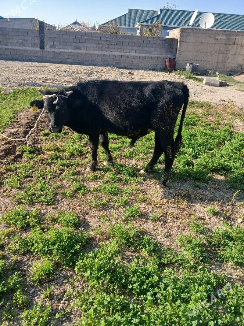 okuz - Гёкдже - img 1