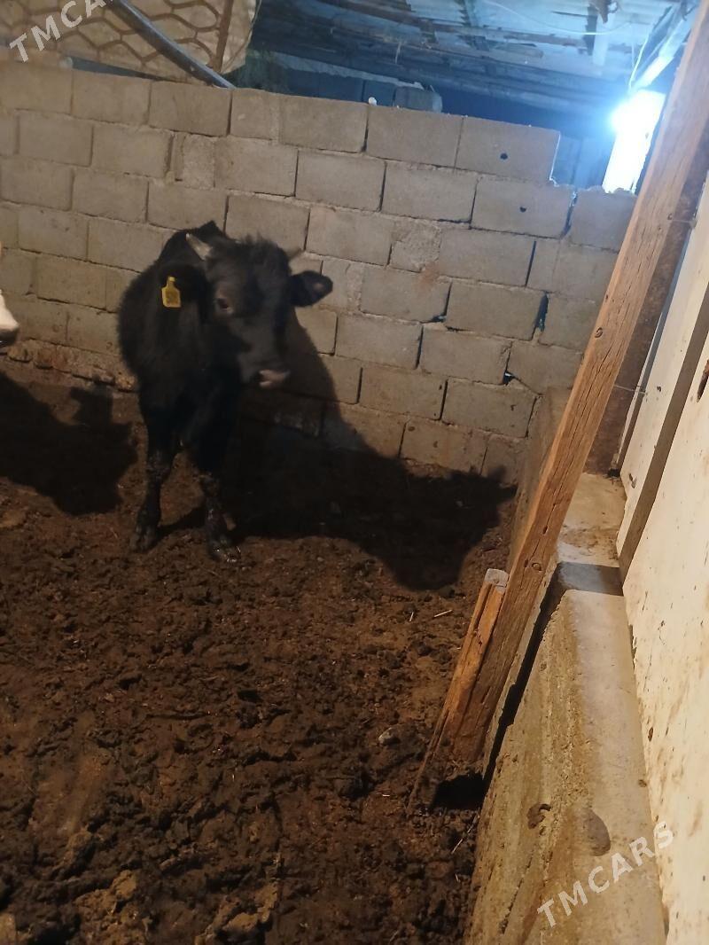 okuz - Гёкдже - img 4