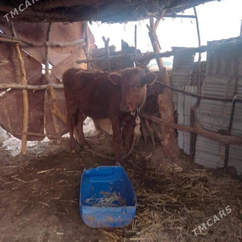 öküz. - Бабадайхан - img 4