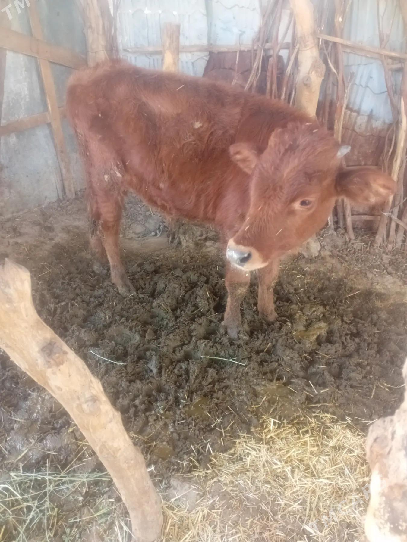 öküz. - Бабадайхан - img 3