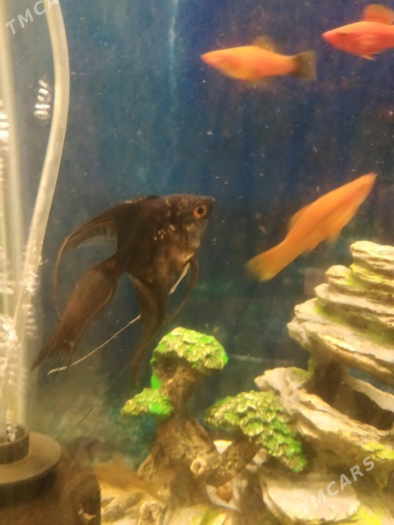 skalyar - Daşoguz - img 2