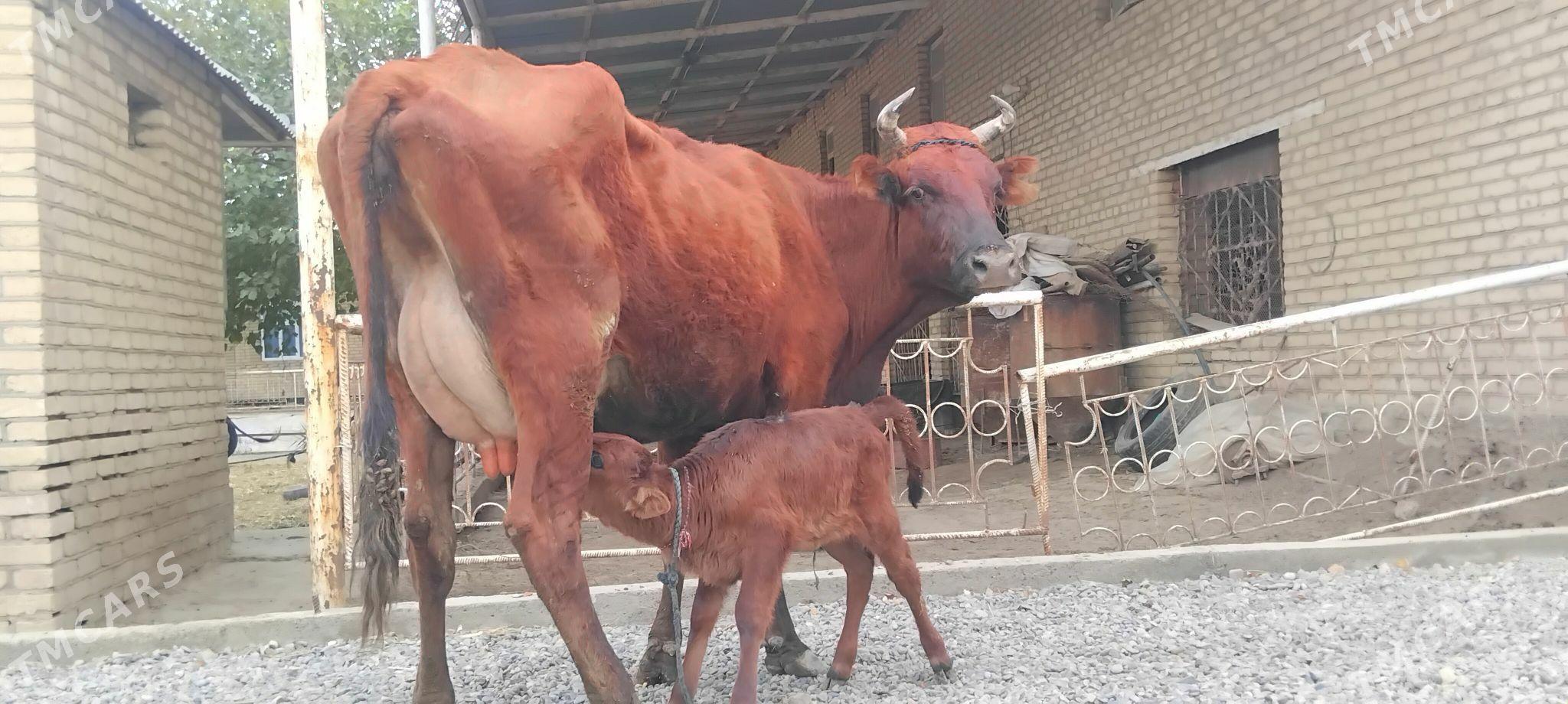 goleli sygyr - Векильбазар - img 2