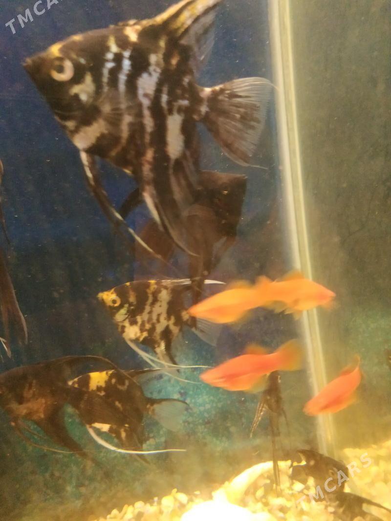 skalyar - Daşoguz - img 1