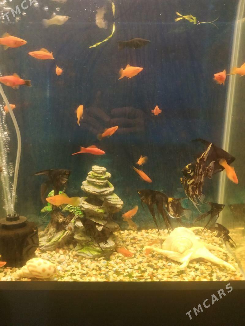 skalyar - Daşoguz - img 3