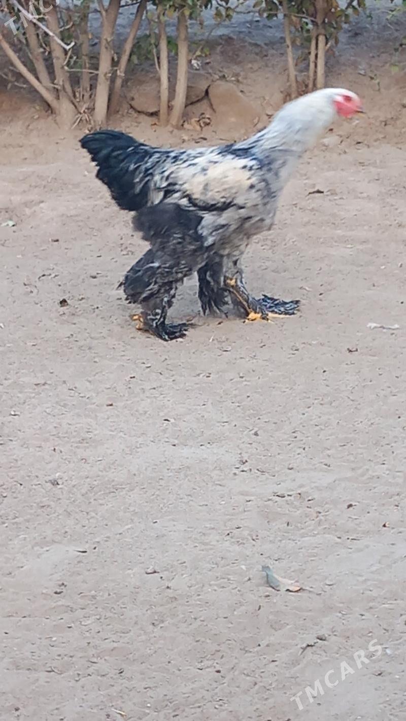 balgar brama horaz - Hitrowka - img 4