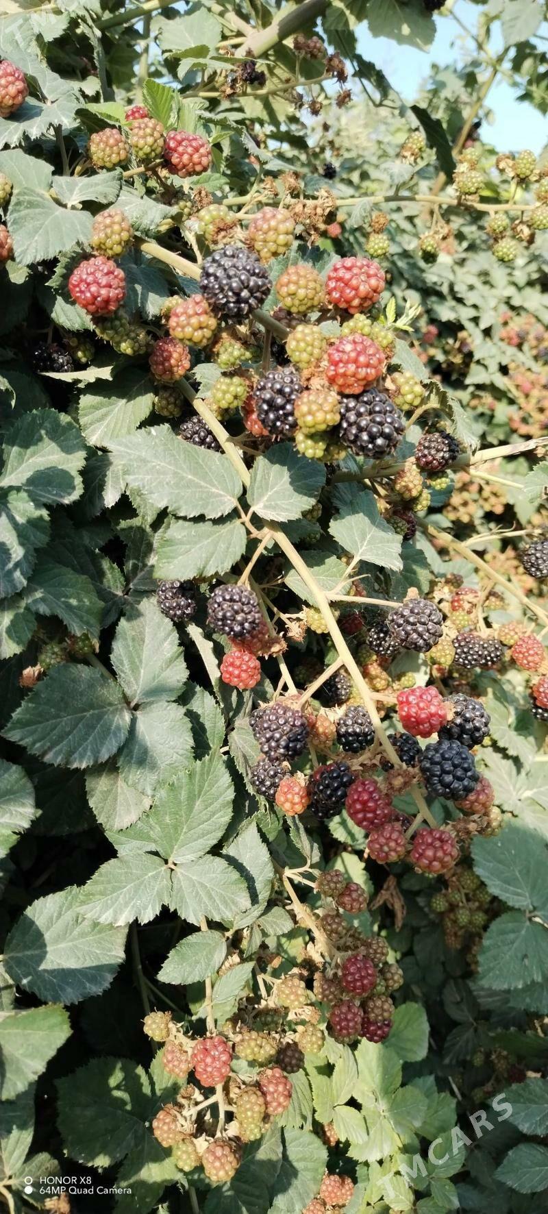 Böwürslen nahaly dikensiz - Махтумкули - img 1