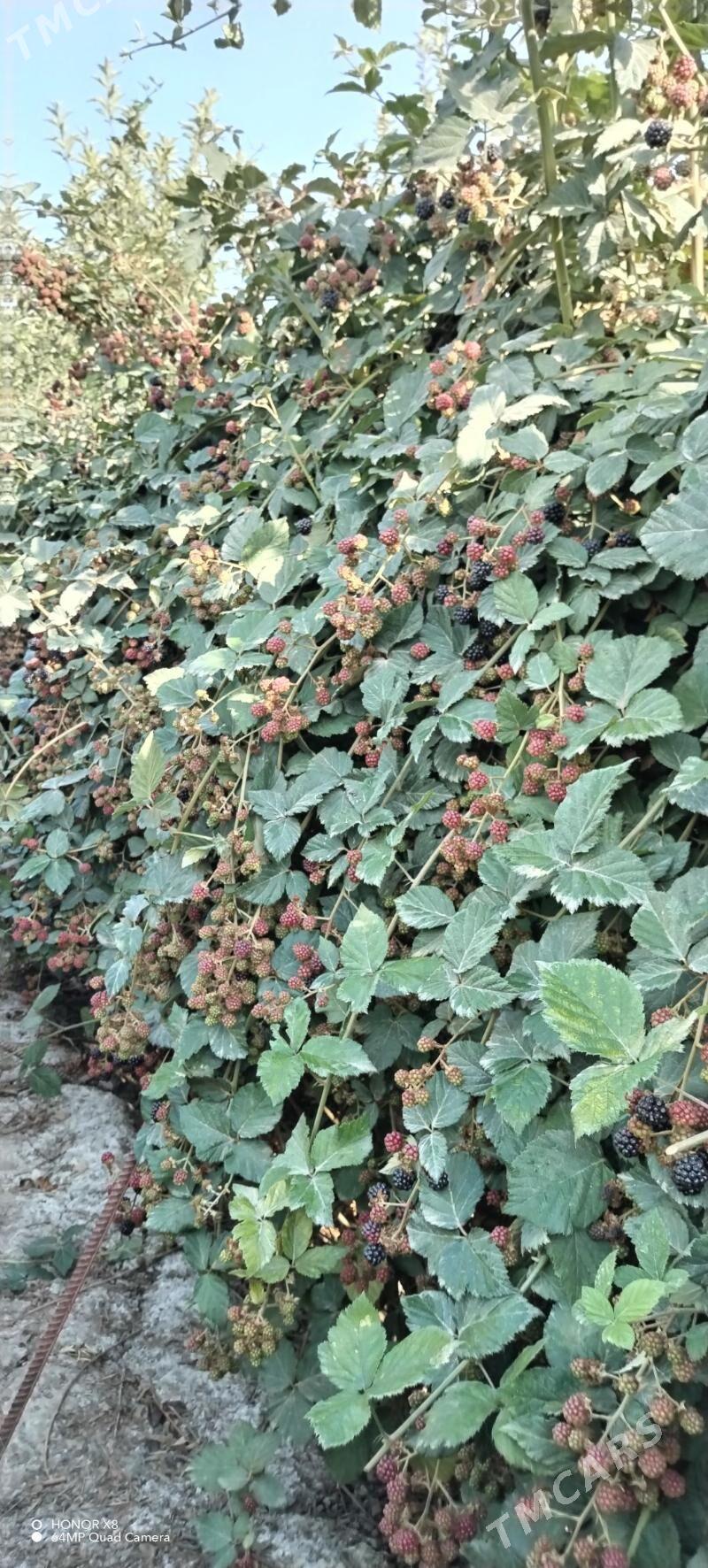 Böwürslen nahaly dikensiz - Махтумкули - img 4