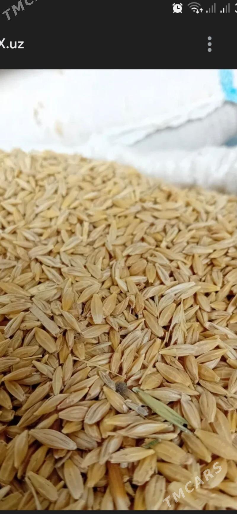 Arpa Pyrtykal garylan - Gökdepe - img 1