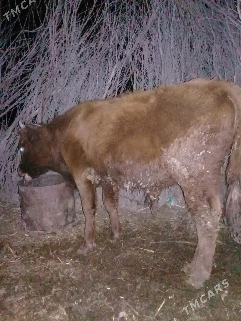 sygyr - Gyzylarbat - img 6