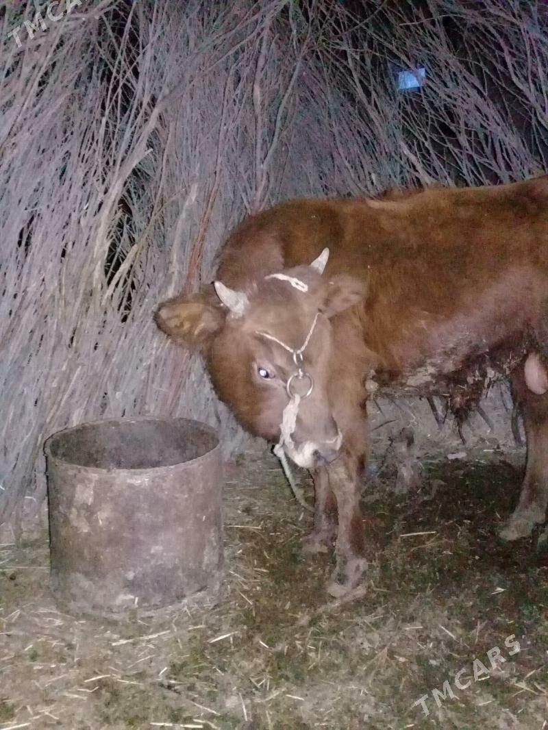 sygyr - Gyzylarbat - img 8