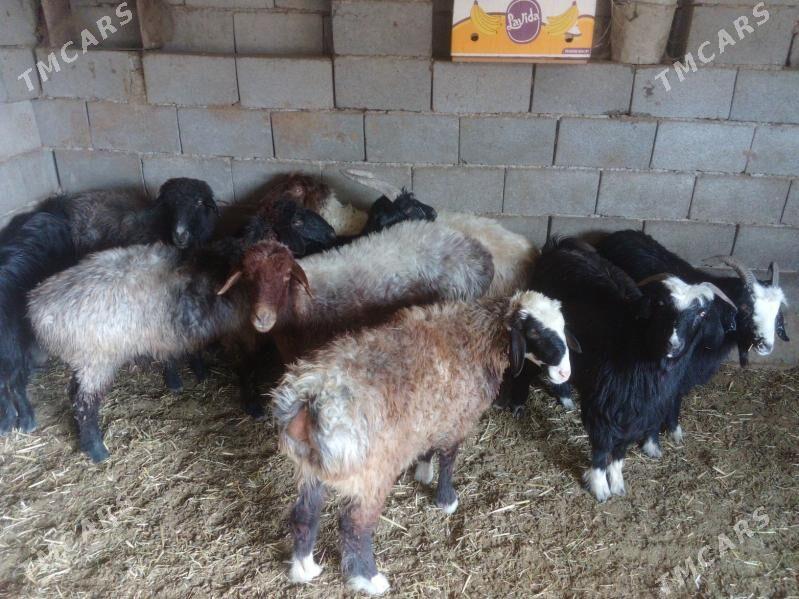 GOŶUN GEÇI - Bäherden - img 3