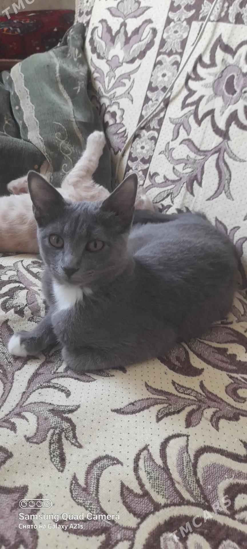 кошечка - Мир 2 - img 1