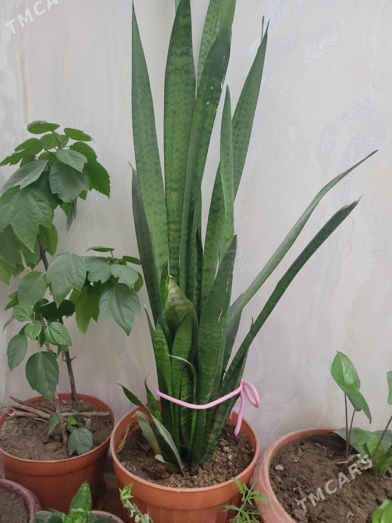 gul - Aşgabat - img 2