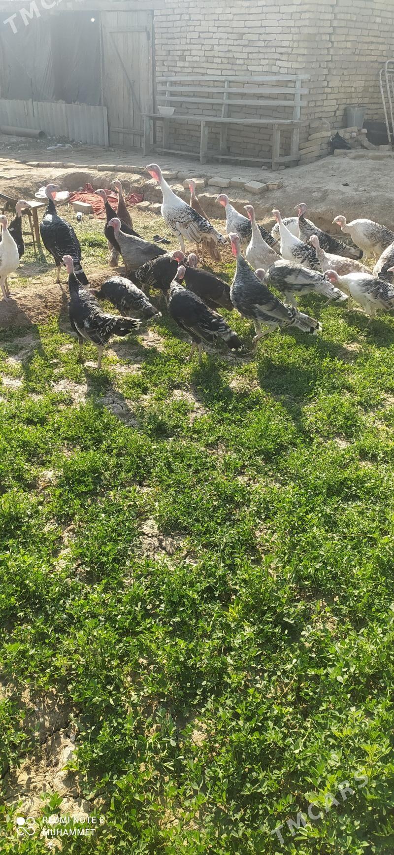 induk - Байрамали - img 1