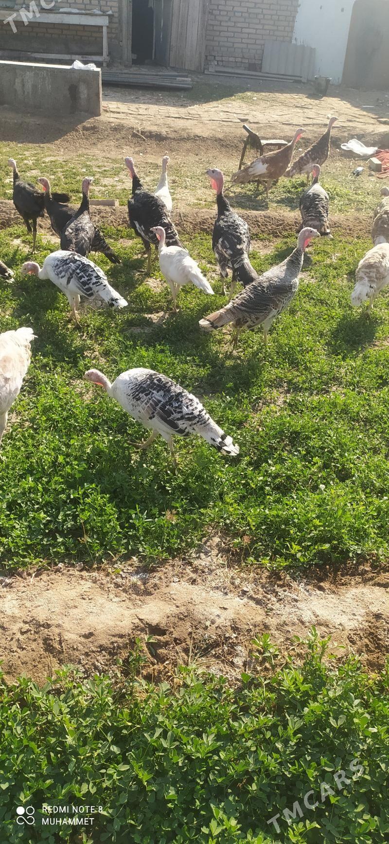 induk - Байрамали - img 2