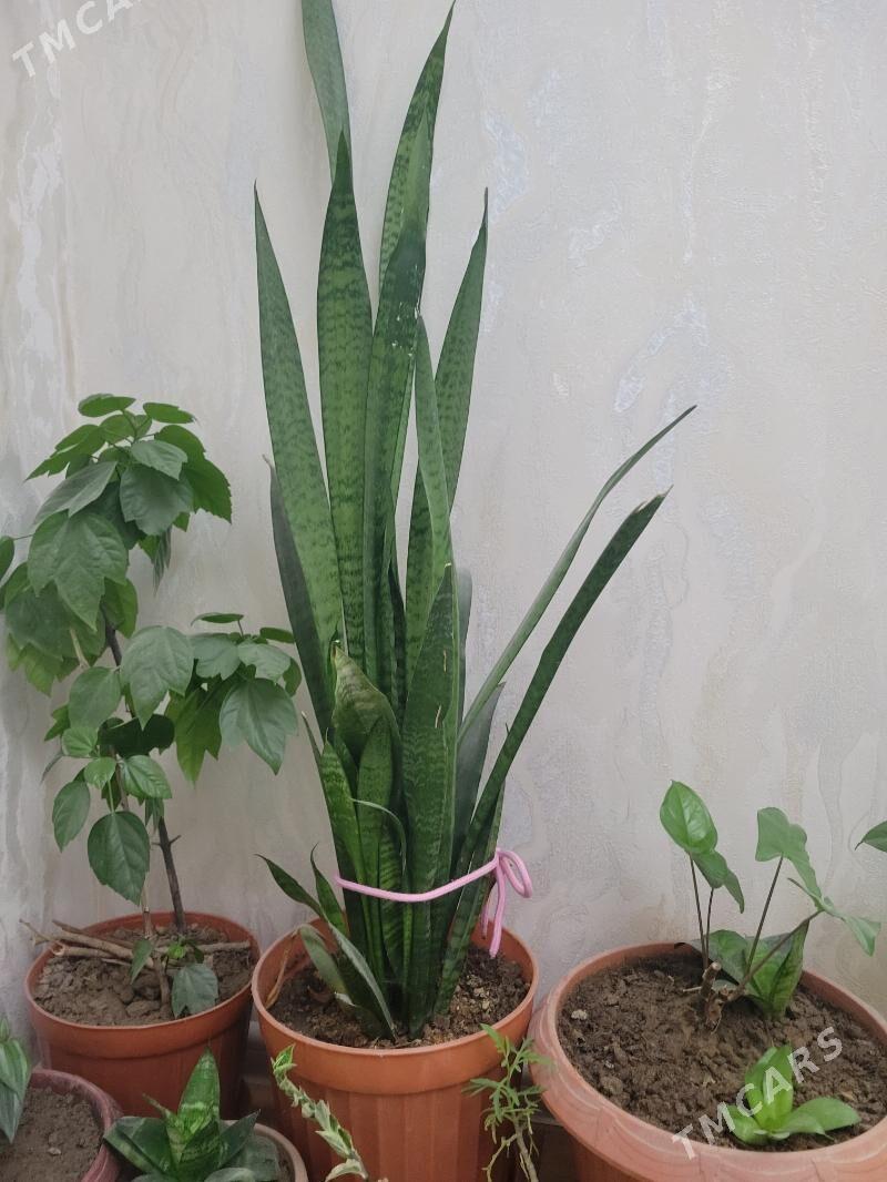 gul - Aşgabat - img 1