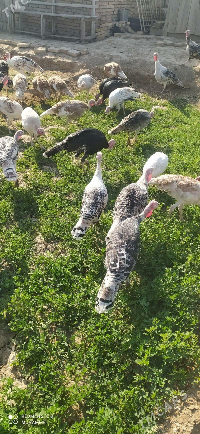 induk - Байрамали - img 3