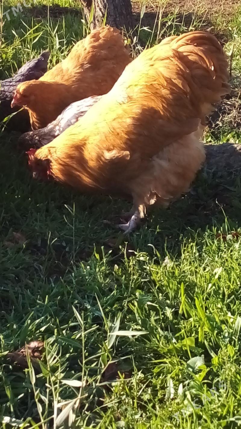 товук орпингтон - Bäherden - img 1