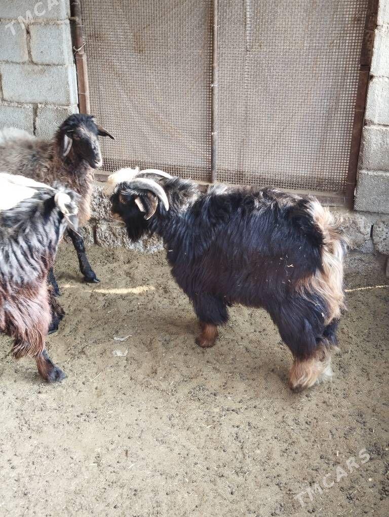 Geçi - Hitrowka - img 2