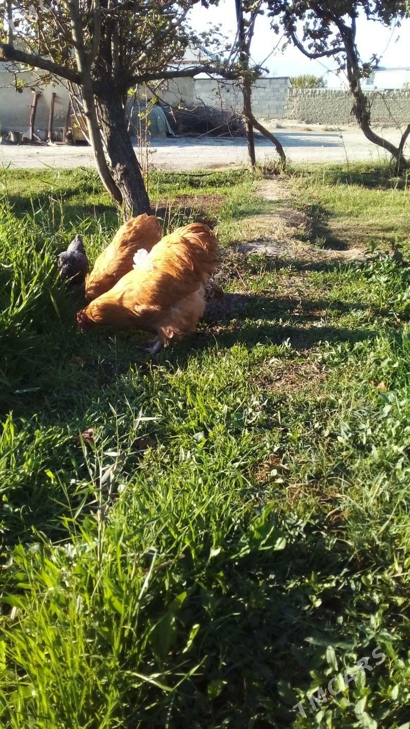 товук орпингтон - Bäherden - img 3