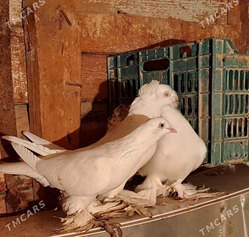 лахматы - Türkmenabat - img 2