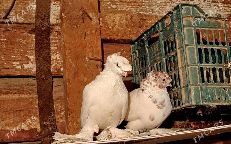 лахматы - Türkmenabat - img 4