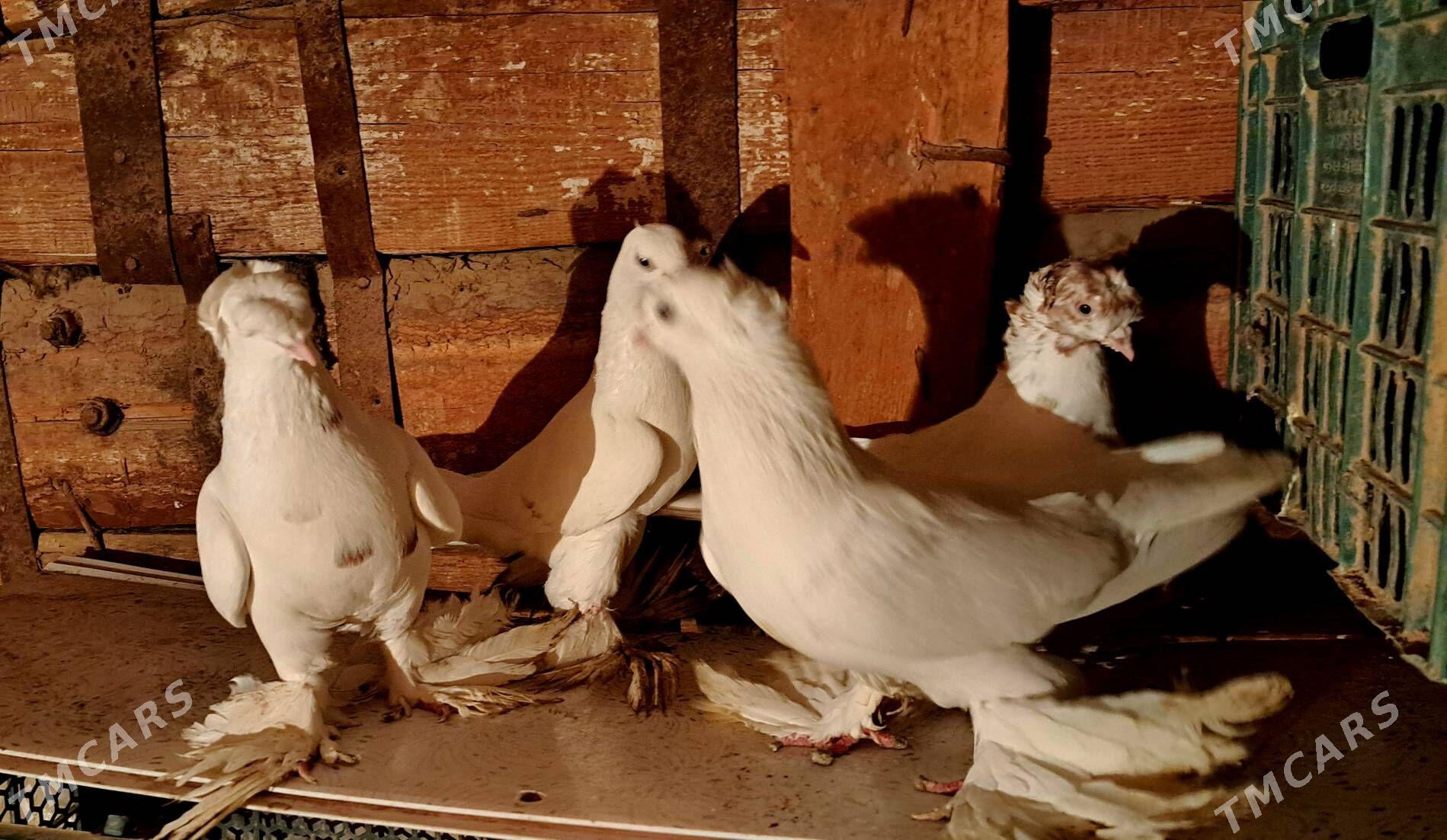 лахматы - Türkmenabat - img 3