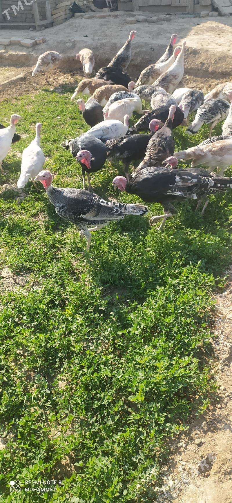 induk - Байрамали - img 4