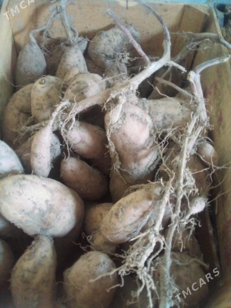 СЛАДКИЙ КАРТОШКА .БАТАТ - Туркменабат - img 2