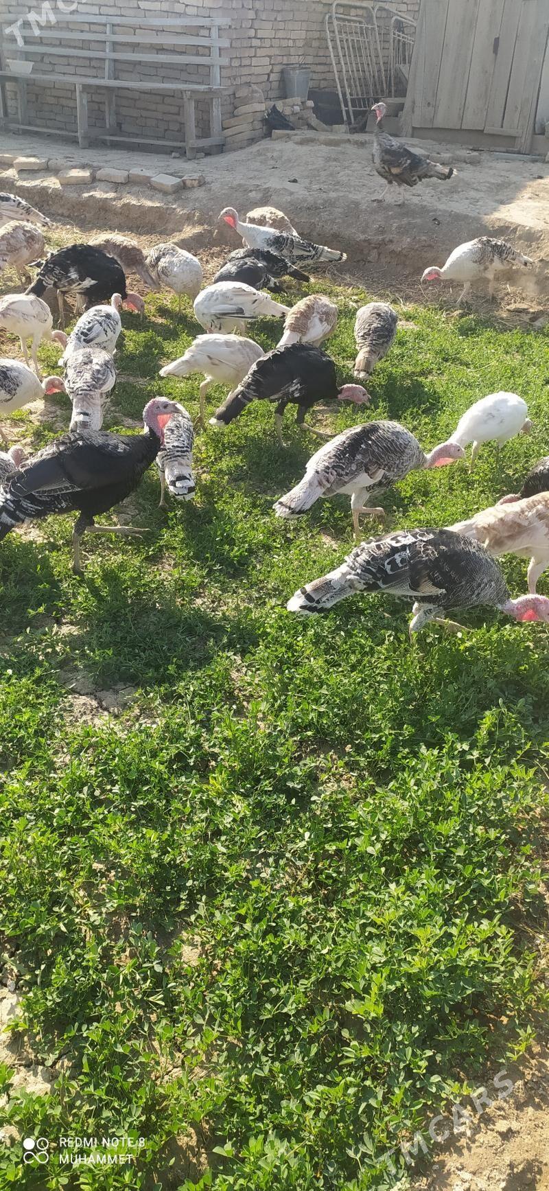 induk - Байрамали - img 5