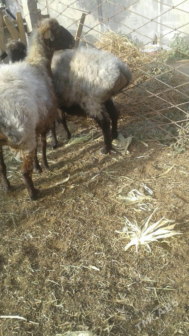 goyun - Кипджак - img 2