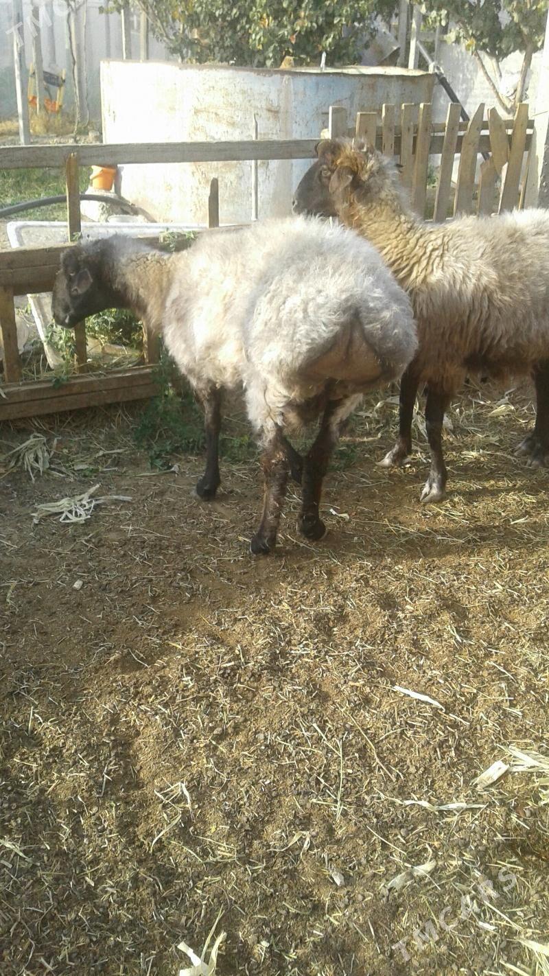 goyun - Кипджак - img 3