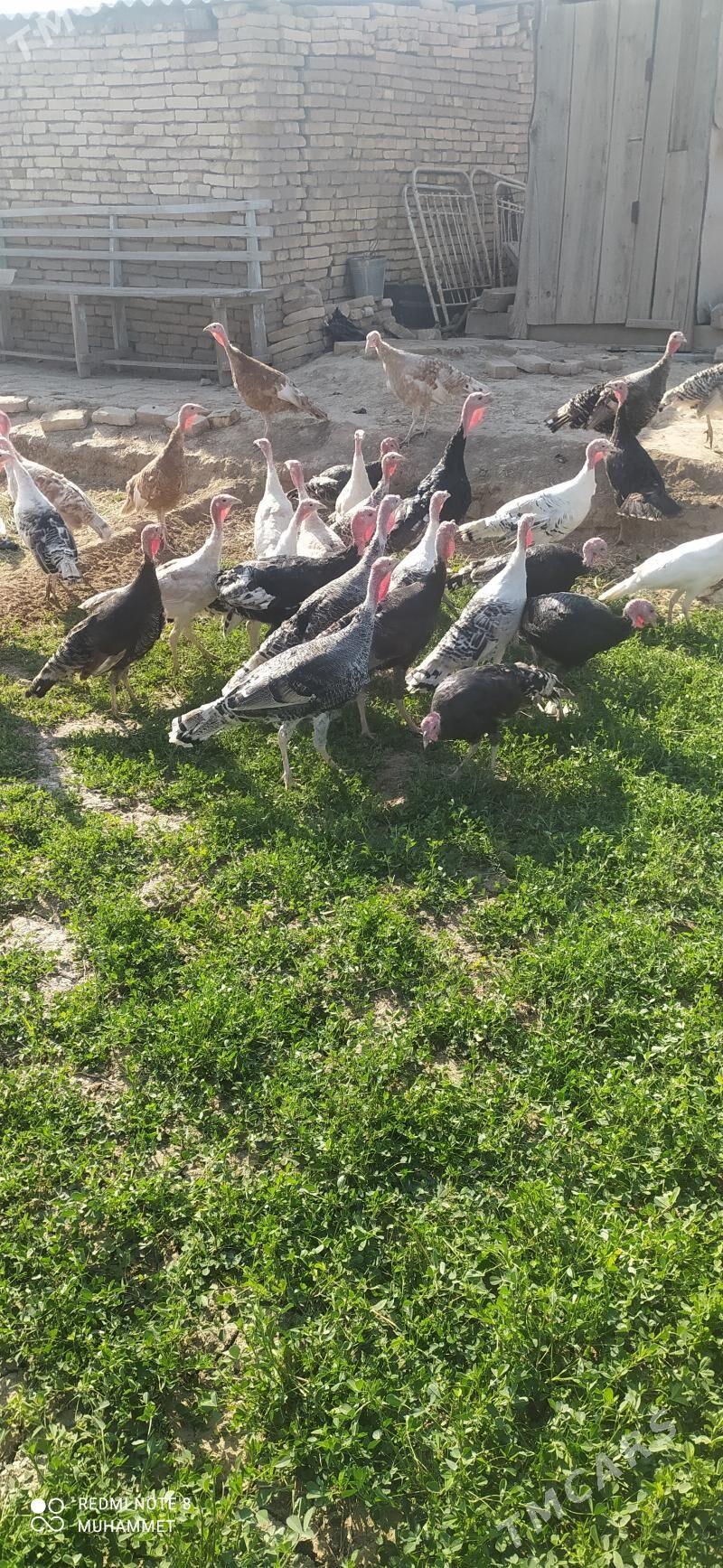 induk - Байрамали - img 6