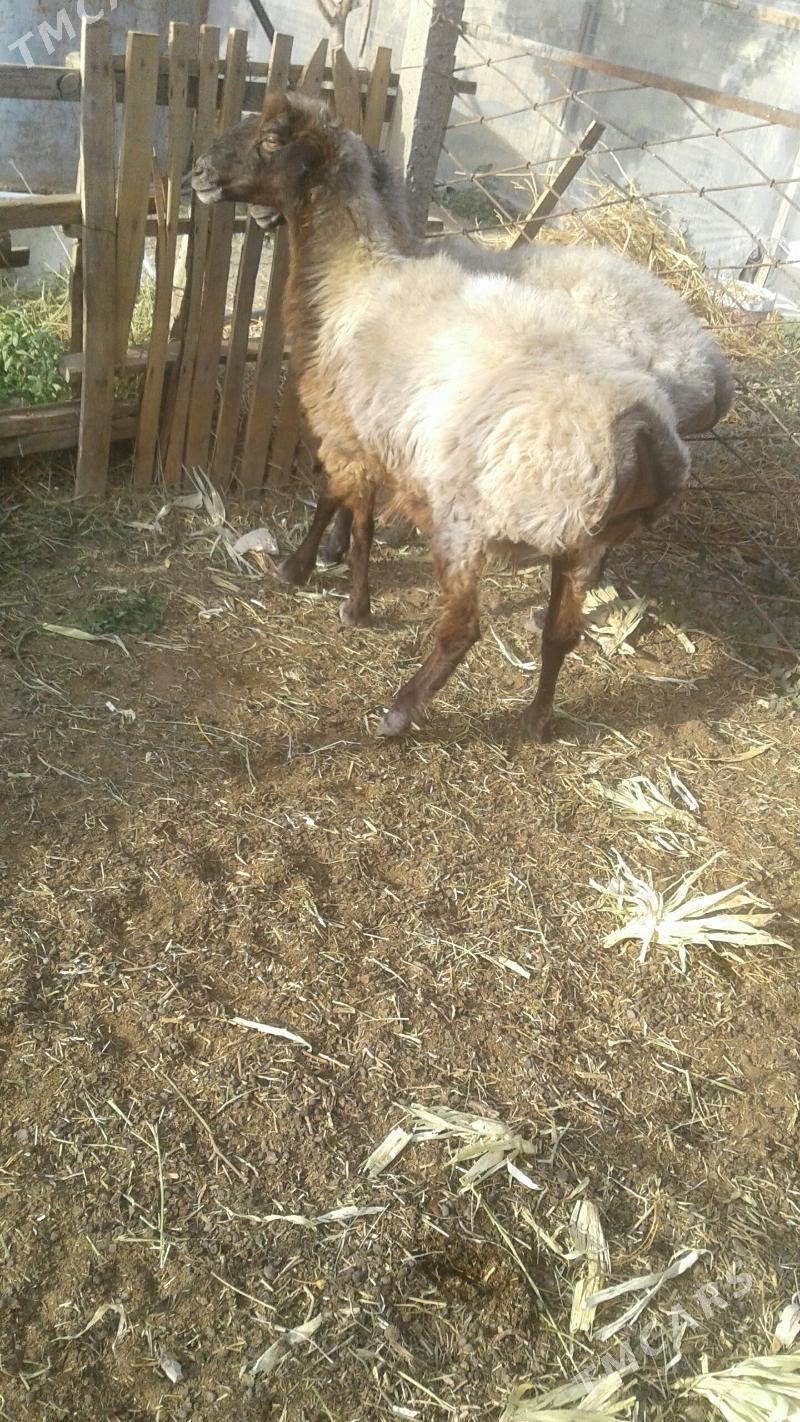 goyun - Кипджак - img 4