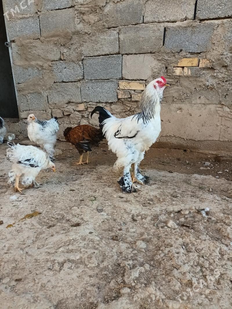 dwoyka horaz - Balkanabat - img 2