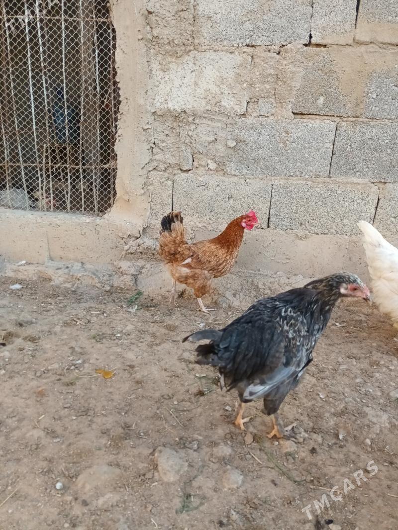 towuk - Balkanabat - img 2