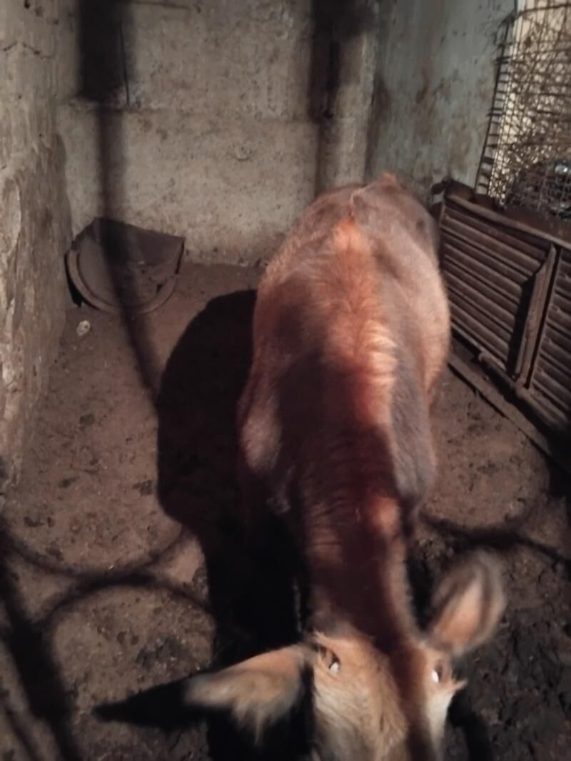 okuz - Bedew - img 1