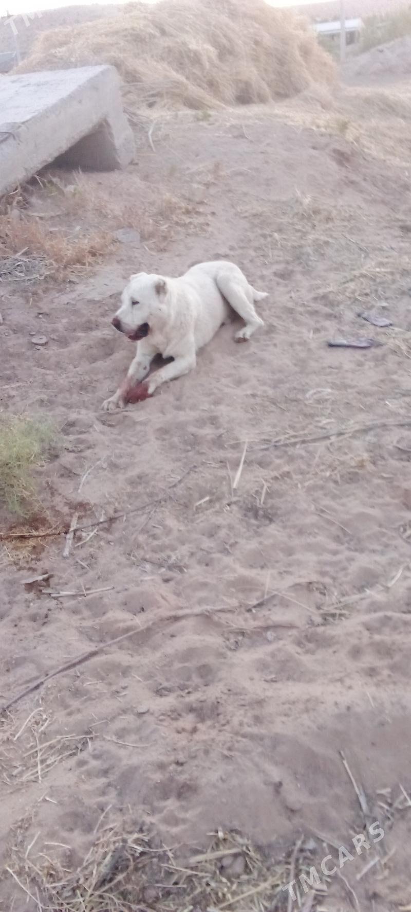 Ak peleň - Farap - img 2