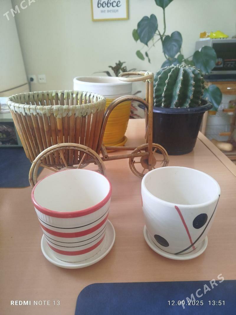 кротон,аглонема,горшки,кашпо. - Ашхабад - img 2