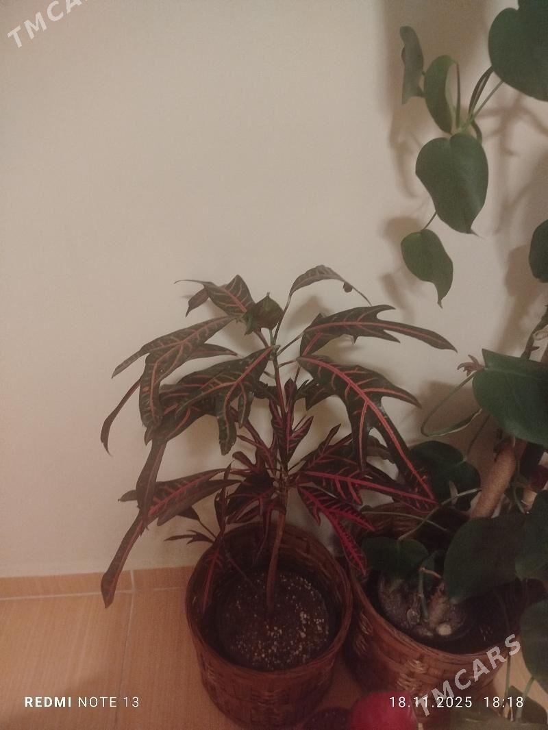 кротон,аглонема,горшки,кашпо. - Ашхабад - img 3