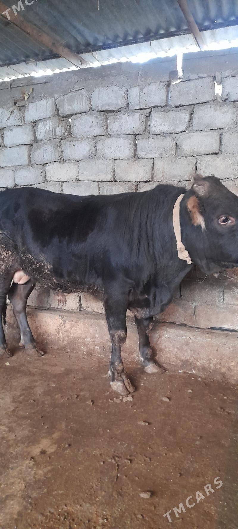 okuz - Aşgabat - img 2