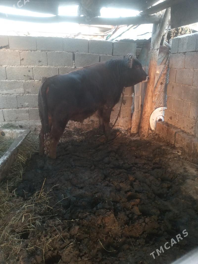 okuz - Ýaşlyk - img 1