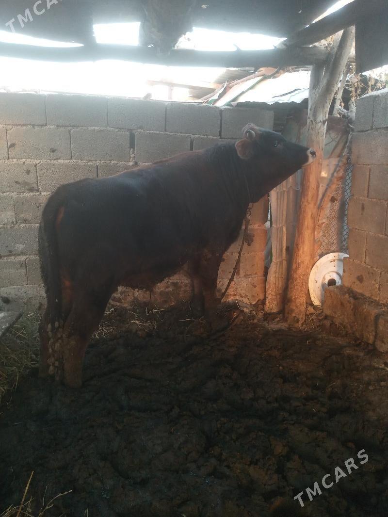 okuz - Ýaşlyk - img 2