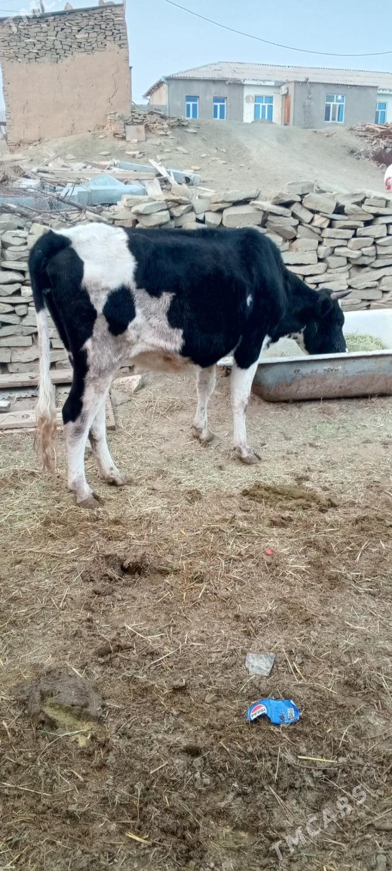 sygyr we tuwe - Bäherden - img 2