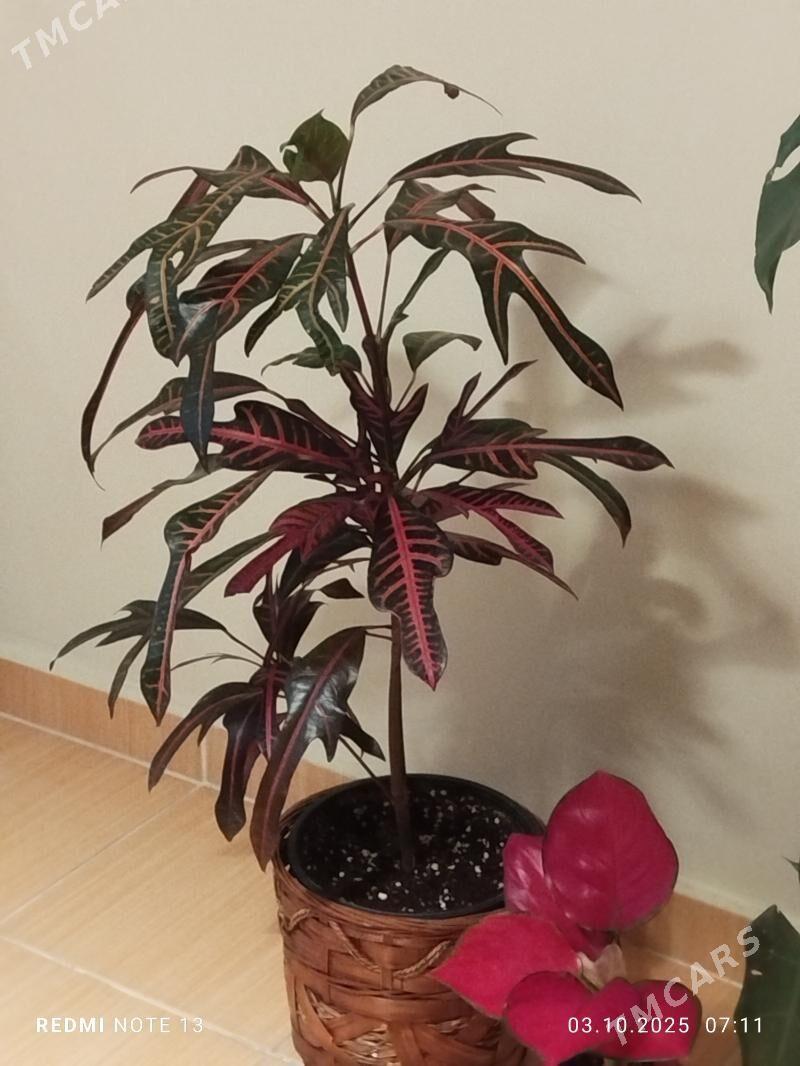 кротон,аглонема,горшки,кашпо. - Ашхабад - img 5