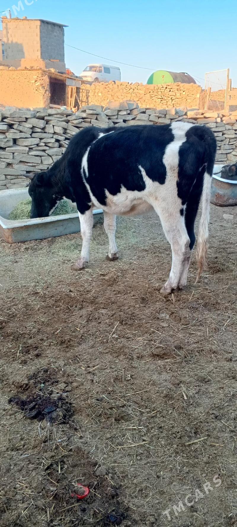 sygyr we tuwe - Bäherden - img 3