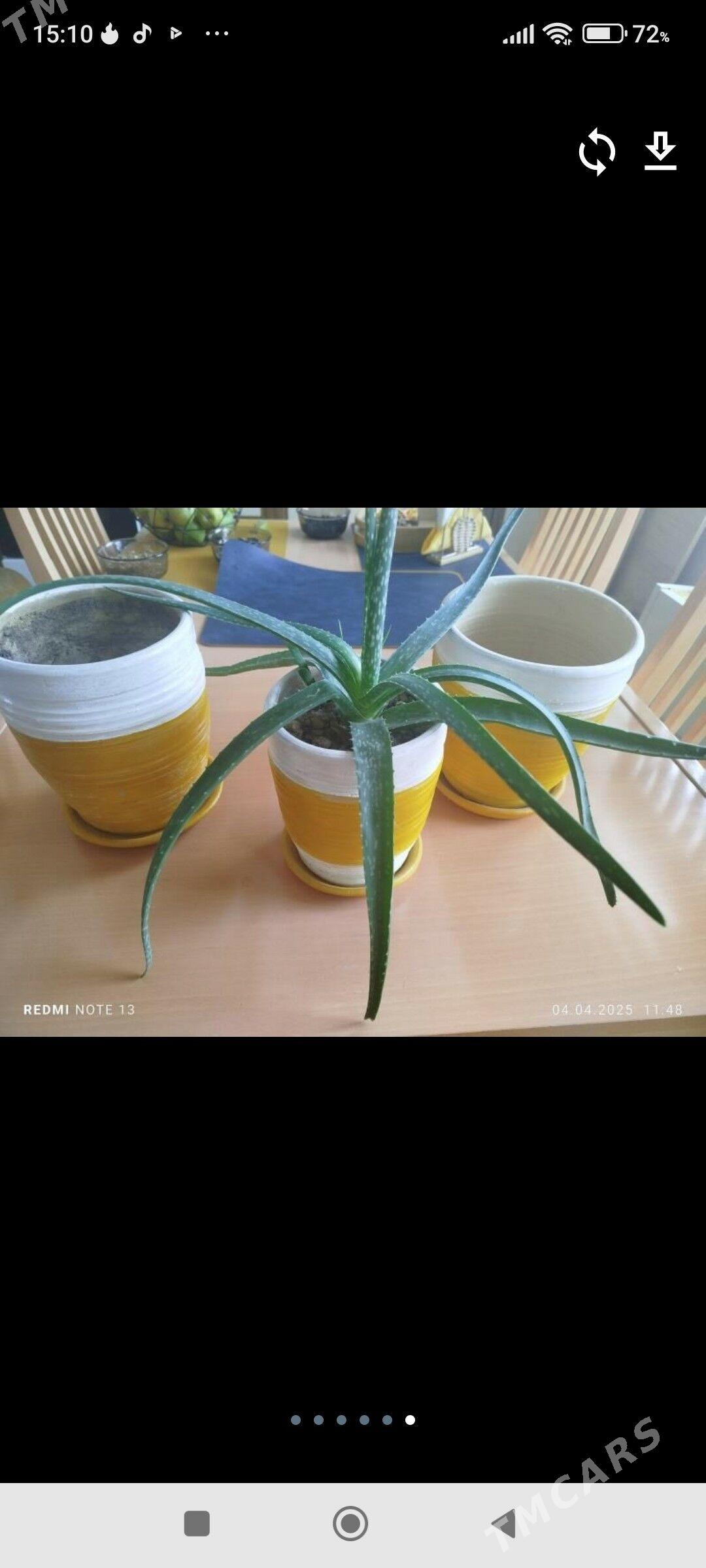 кротон,аглонема,горшки,кашпо. - Ашхабад - img 4